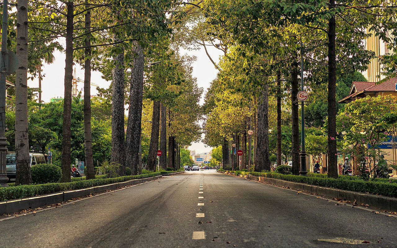Tree-lined road